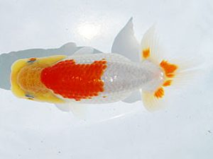 常陸らんちゅう会　研究会　東取締　小出　慎　江戸川区