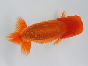 観栄らんちう会　研究会　1位　鈴木和男