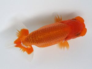 観栄らんちう会　研究会　2位　小山徹志