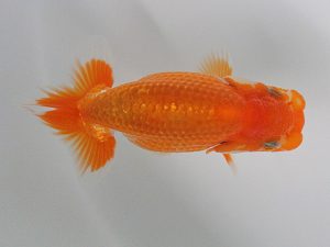 観栄らんちう会　研究会　3位　小山徹志