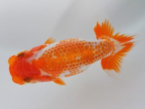 観栄らんちう会　研究会　4位　小山徹志