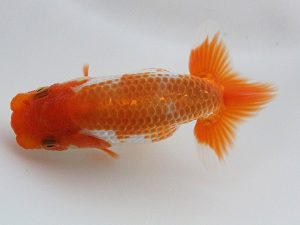 観栄らんちう会　研究会　5位　小山徹志