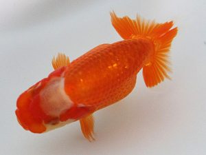 観栄らんちう会　研究会　1位　田代儀行