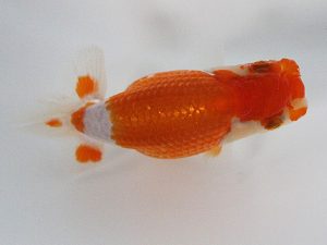 観栄らんちう会　研究会　3位　鈴木和也