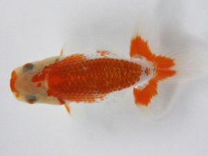 観栄らんちう会　研究会　4位　芦川博康