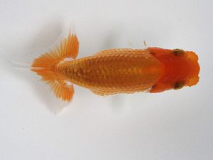 観栄らんちう会　研究会　5位　鈴木和也