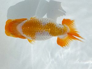 観魚会　第一回研究会　東大関　大渕　功　木更津