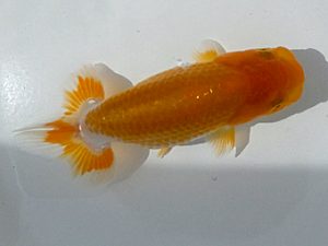 観魚会　第一回研究会　西大関　秋元和男　君津