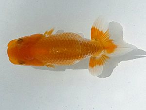 観魚会　第一回研究会　立行司　秋元和男　君津