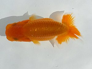 観魚会　第一回研究会　取締一　磯崎幸道　茨城