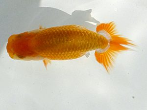 観魚会　第一回研究会　取締二　高地成弥　荒川