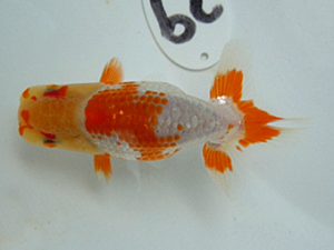 観友らんちう会　研究会　1位　斉藤和弘