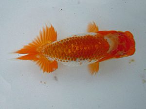 観友らんちう会　研究会　2位　相馬健一