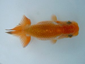 観友らんちう会　研究会　3位　渡邉欣也