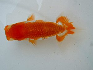 観友らんちう会　研究会　4位　近江谷　潤