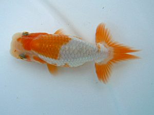 観友らんちう会　研究会　5位　工藤賢一