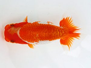 錦蘭会　夏季品評大会　東大関　中村朋孝　御坊