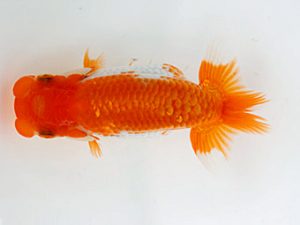 錦蘭会　夏季品評大会　西大関　牧　敬剛　新宮