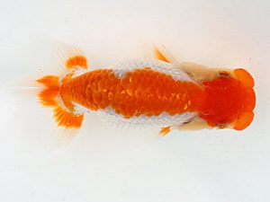 錦蘭会　夏季品評大会　立行司　辻　敏秋　那智勝浦