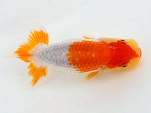 錦蘭会　夏季品評大会　取締一　長谷川　裕　東大阪