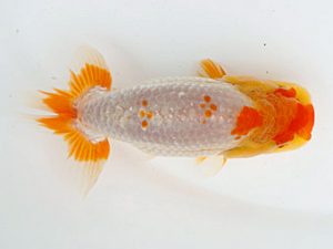 錦蘭会　夏季品評大会　取締二　金森秀秋　日高