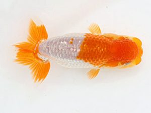 錦蘭会　夏季品評大会　東大関　宮戸正輝　新宮