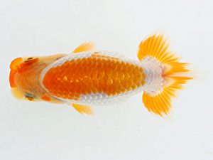 錦蘭会　夏季品評大会　西大関　長谷川　裕　東大阪