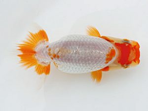 錦蘭会　夏季品評大会　立行司　篠原勝志　守口