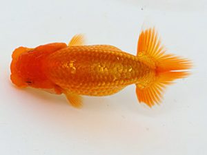 錦蘭会　夏季品評大会　取締一　小林保治　堺