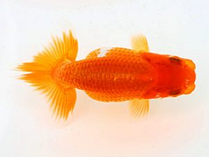 錦蘭会　夏季品評大会　取締二　篠原勝志　守口