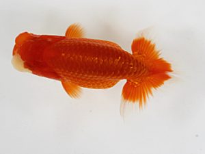 錦友会　研究会　西大関　茂木　彰  (湖西市)