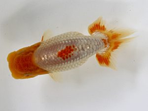 錦友会　研究会　立行司　田中康浩 (豊橋市)