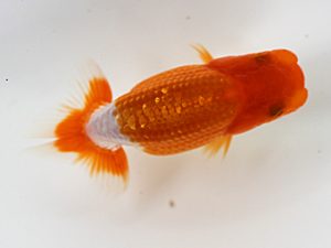 錦友会　研究会　取締一　松本芳夫 (静岡市)