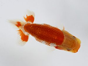 錦友会　研究会　取締二　清田良也 (豊橋市)