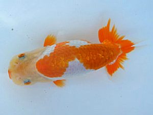 紀州らんちゅう同好会　研究会　西大関　中村朋孝　御坊市