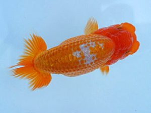 紀州らんちゅう同好会　研究会　立行司　岸崎朋生　紀宝町