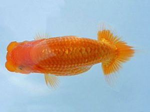 紀州らんちゅう同好会　研究会　取締一　荒木　輝　日高川町