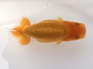 研究会　2席　松田　勝　仙台市