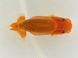 研究会　3席　黒はばき浩之　相馬郡