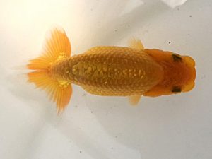 研究会　4席　安藤修司　須賀川市