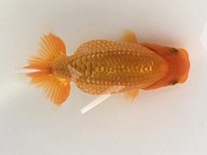 研究会　5席　輿石伸吾　仙台市