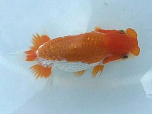 楽友らんちう会　研究会　第一位　矢ヶ崎伸司