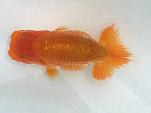 楽友らんちう会　第一回研究会　第一位　稲村俊明