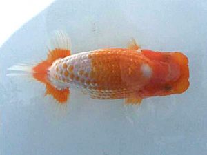 楽友らんちう会　研究会　第二位　稲村俊明