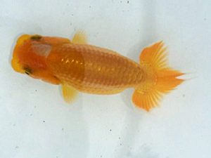 楽友らんちう会　第一回研究会　第二位　田中　淳