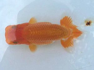 楽友らんちう会　研究会　第三位　田中　淳