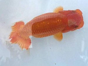 楽友らんちう会　研究会　第四位　田中　淳