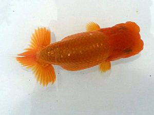 楽友らんちう会　第一回研究会　第四位　矢ヶ崎伸司