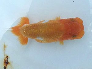 楽友らんちう会　研究会　第五位　七尾好之