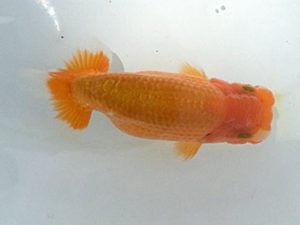 楽友らんちう会　第一回研究会　第五位　木村文夫